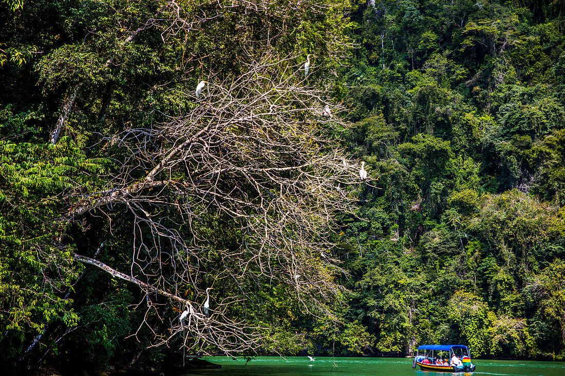 Bootsfahrt auf dem Fluss Rio Dulce, bei Livingston, Guatemala, Mittelamerika