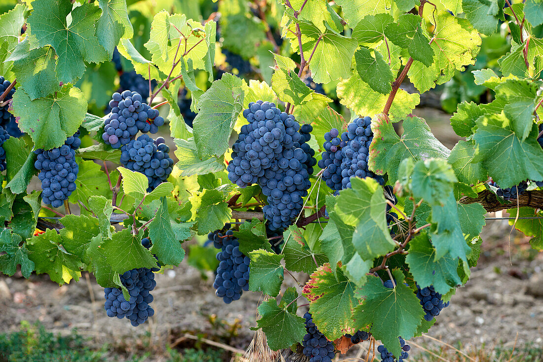 Pinot noir grapes, Champagne, France