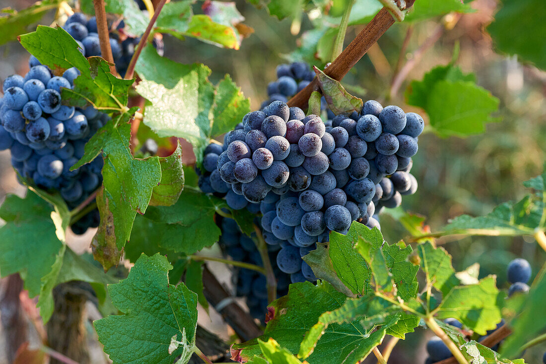 Pinot noir grapes, Champagne, France