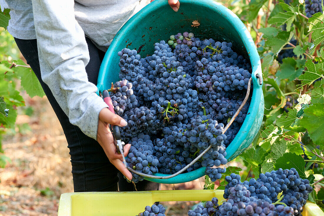 Pinot Noir Trauben werden geerntet, Champagne, Frankreich