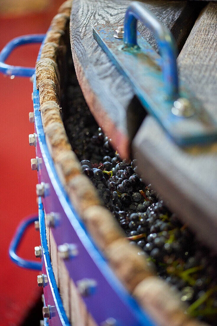 Weinpresse mit Pinot Noir Trauben, Champagne, Frankreich