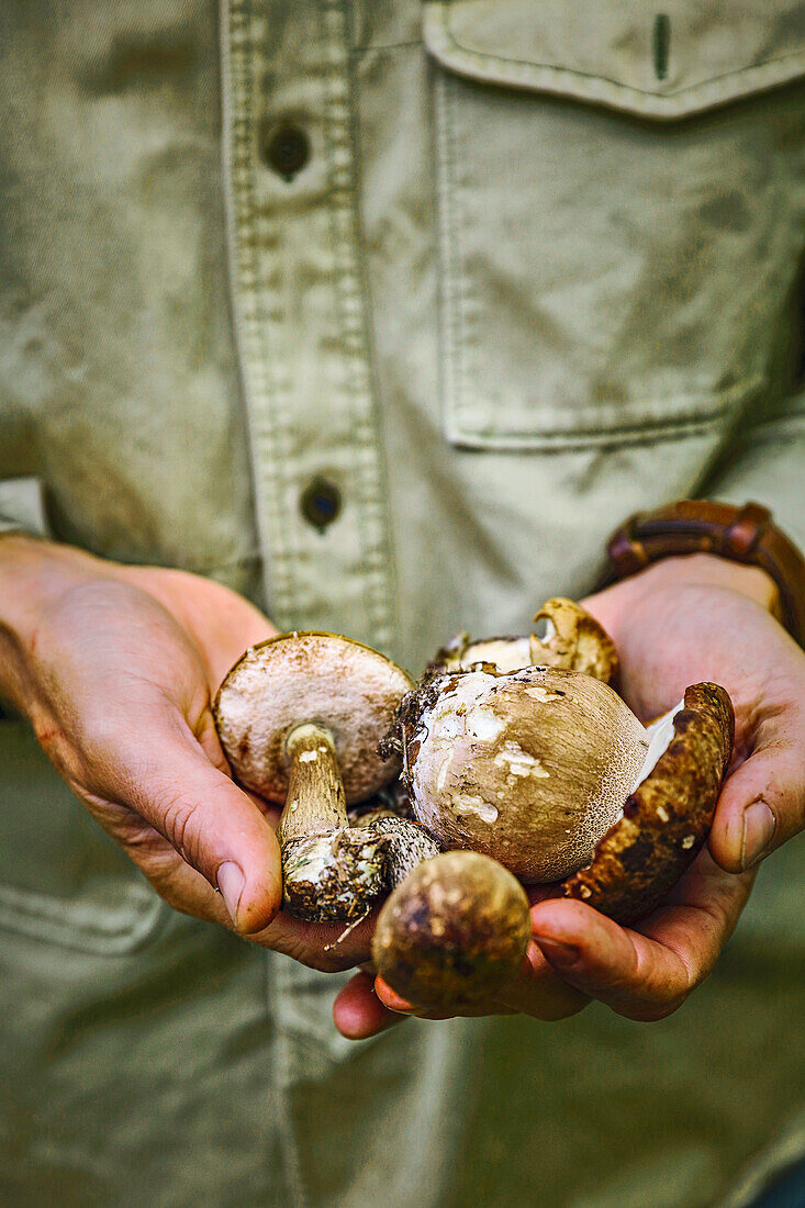 Hands hold freshly harvested porcini mushrooms