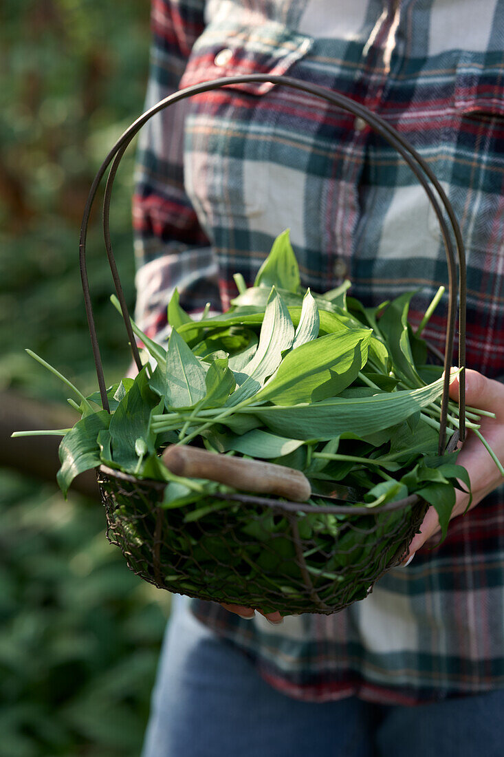 Freshly harvested wild garlic in wire basket