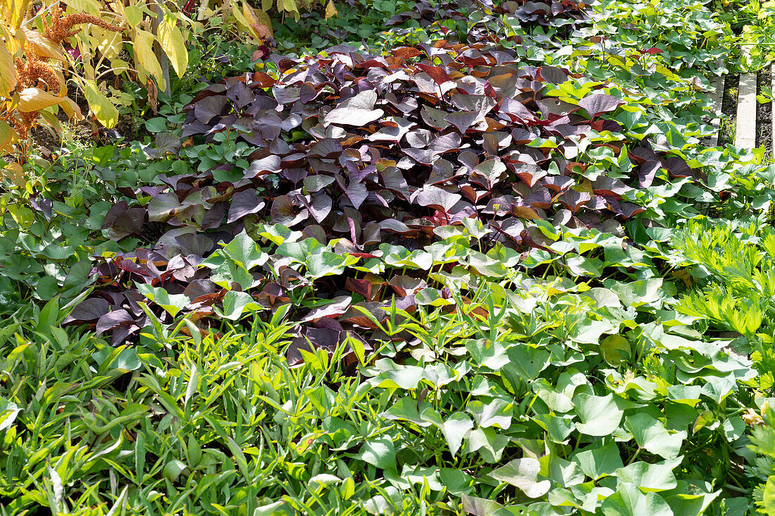 Vegetable bed with different varieties of sweet potato