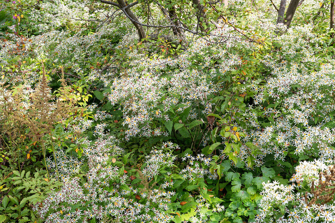 Nature garden in September with wood aster and dapple weed