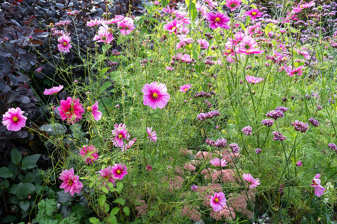 Late summer bed in pink tones: ornamental basket, Patagonian verbena, stonecrop and dahlia