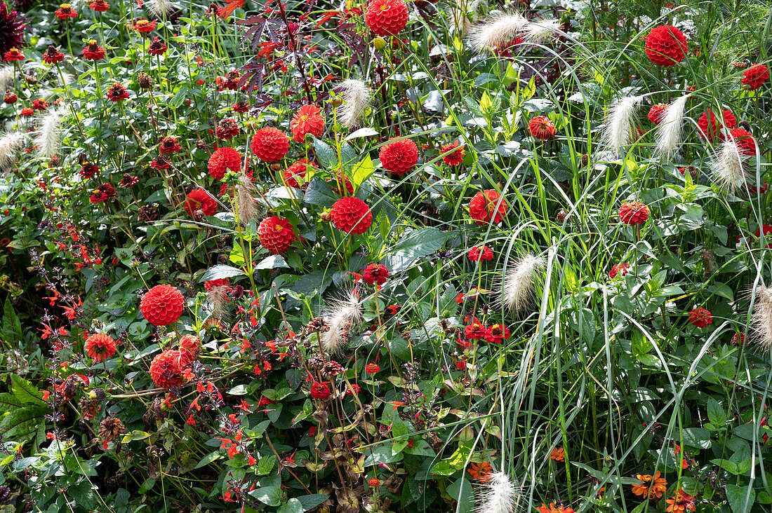 Late summer bed with zinnias, blood sage and feather bristle grass