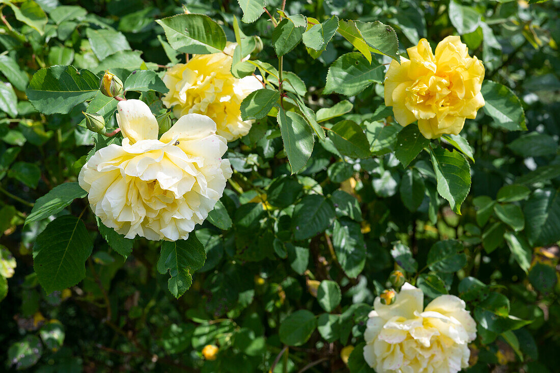 Climbing rose 'Golden Gate', repeat flowering with good fragrance
