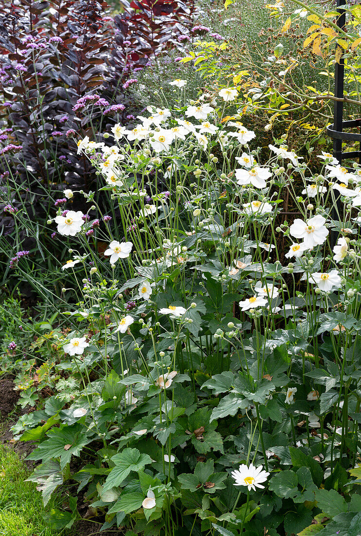 Autumn anemone 'Honorine Jobert', behind it wig bush 'Royal Purple' and Patagonian verbena