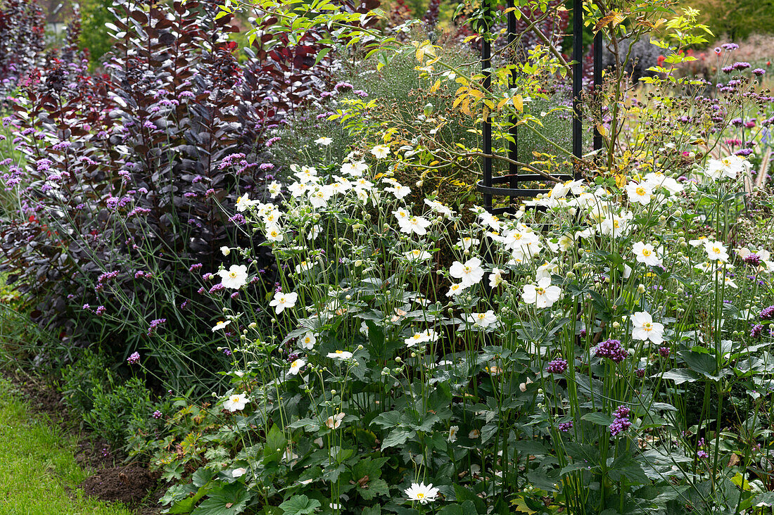 Bed with autumn anemone 'Honorine Jobert', wig bush 'Royal Purple' and Patagonian verbena