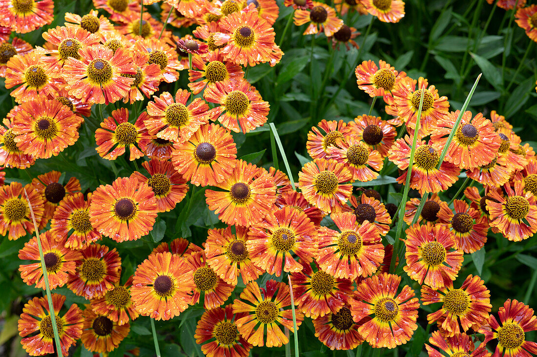 Sunflower 'Salsa' in a bed