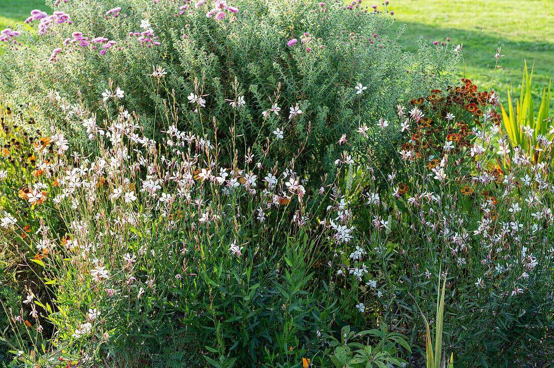 Herbaceous border with 'Karalee White', coneflower and rhododendron