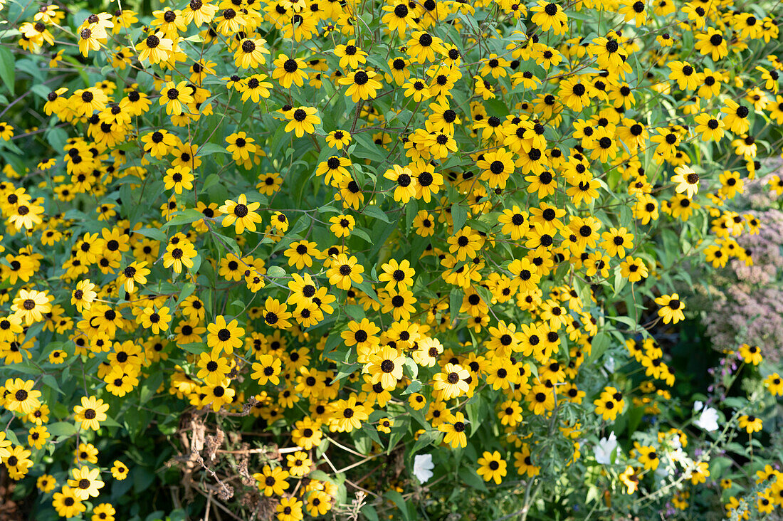 October coneflower in a border