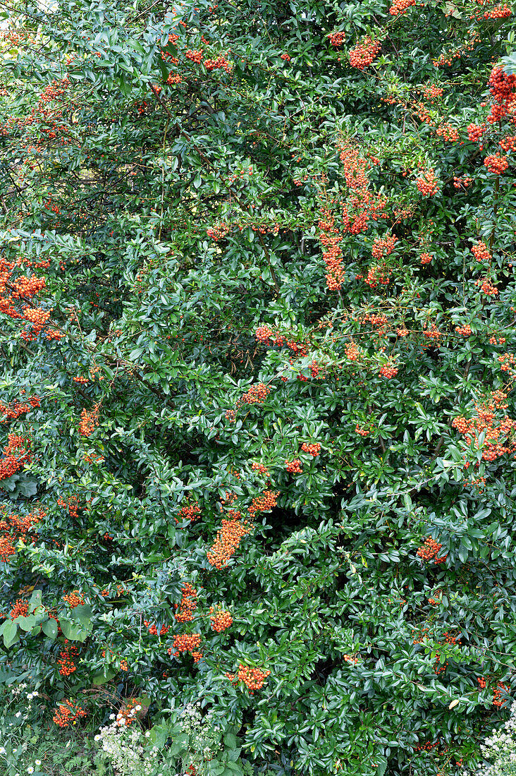 Firethorn (Pyracantha)