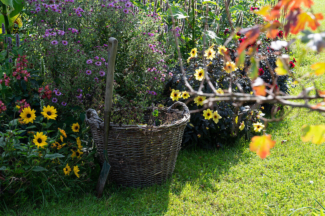 Spade and basket at the flower bed with Dahlia 'Mystic Illusion', Sunflower 'SunBelievable' and Aster novae-angliae