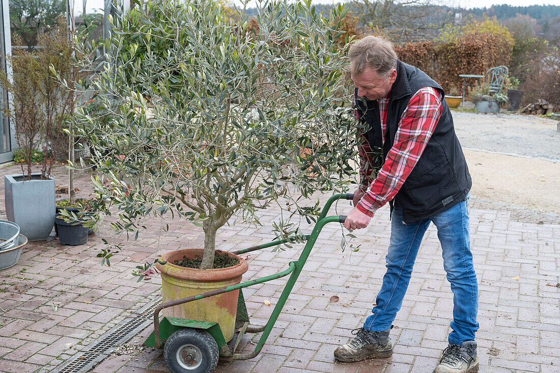 Transporting olive tree with hand truck