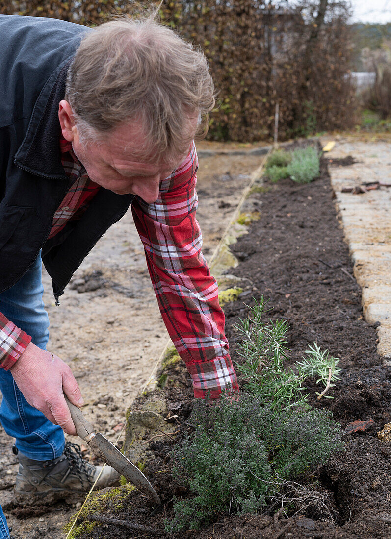 Digging up thyme and rosemary