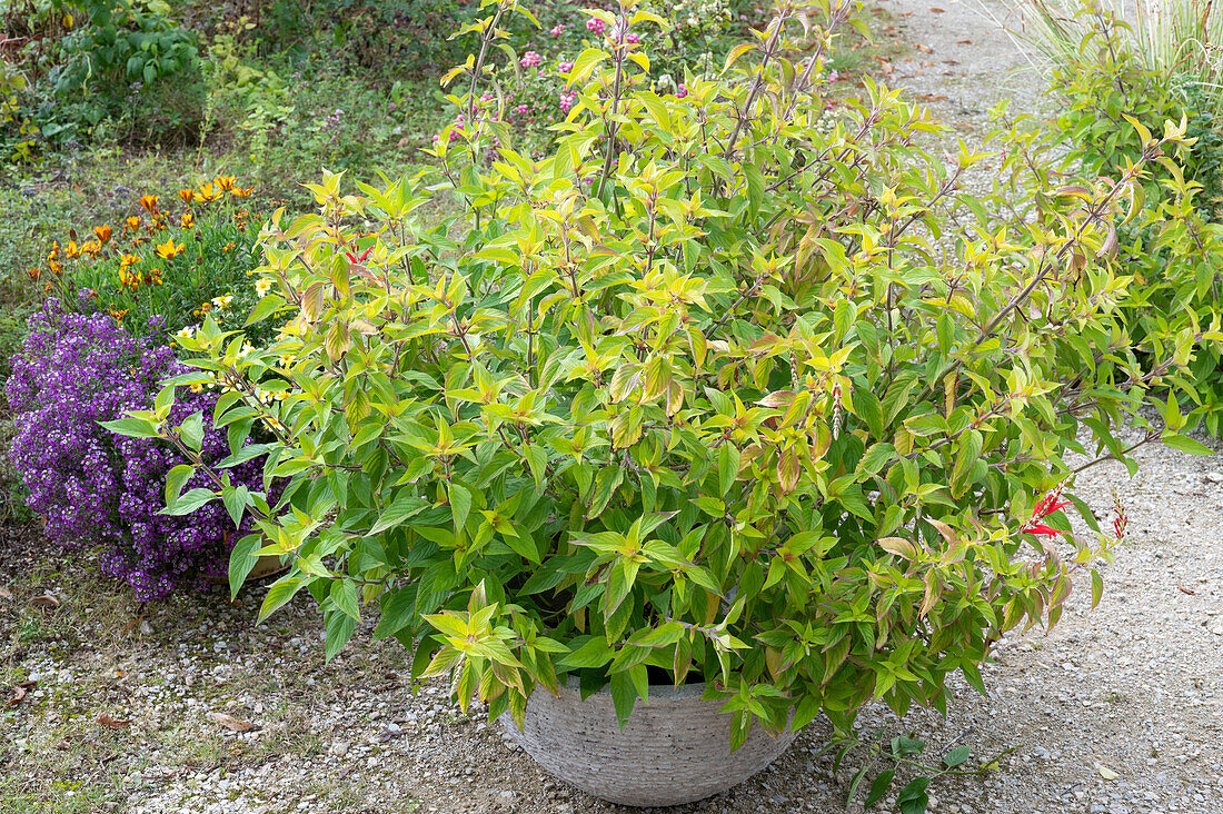 Pineapple sage in a pot