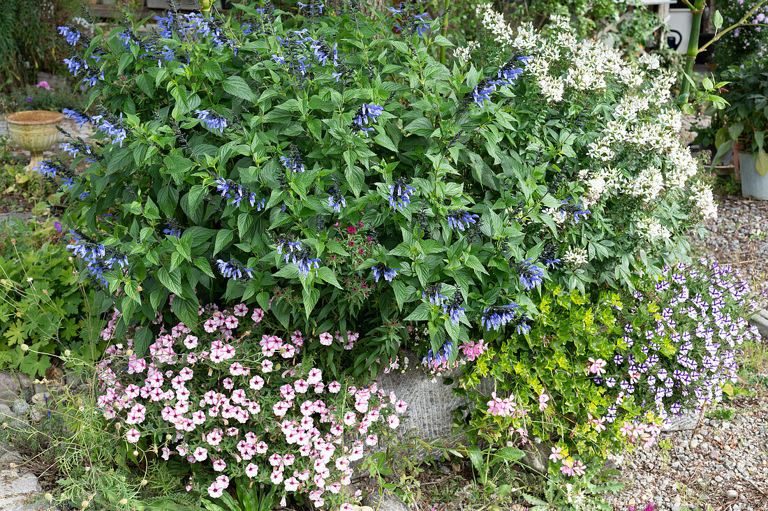 Sage hybrid Rockin 'True Blue' in a stone trough with petunias Mini Vista 'Pink Star' 'Violet Star', spider flower 'Senorita Blanca