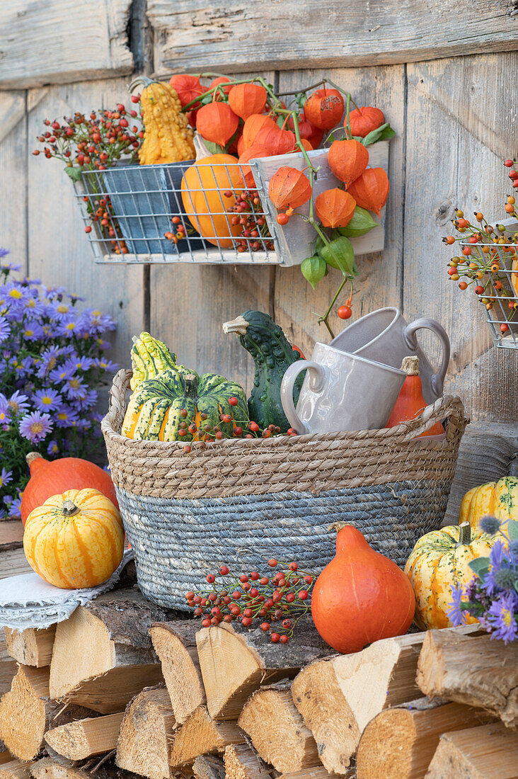 Autumn decoration at the firewood pile: edible pumpkins, ornamental pumpkins, lantern fruits, rose hips and autumn asters in wall hangers and basket