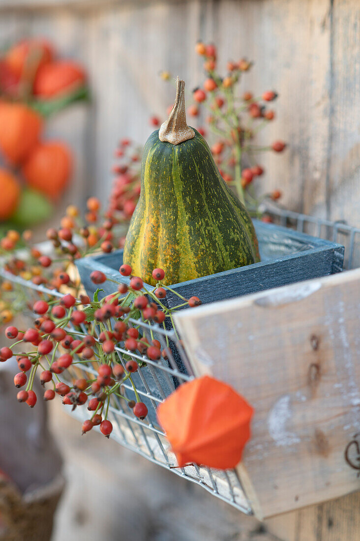 Ornamental pumpkin with rose hips and lampion fruit in wall hanger
