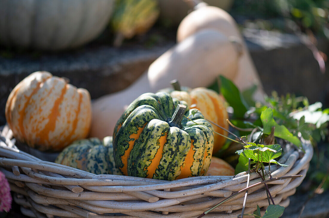 Sweet Dumpling' pumpkins in a basket, butternut pumpkins behind it