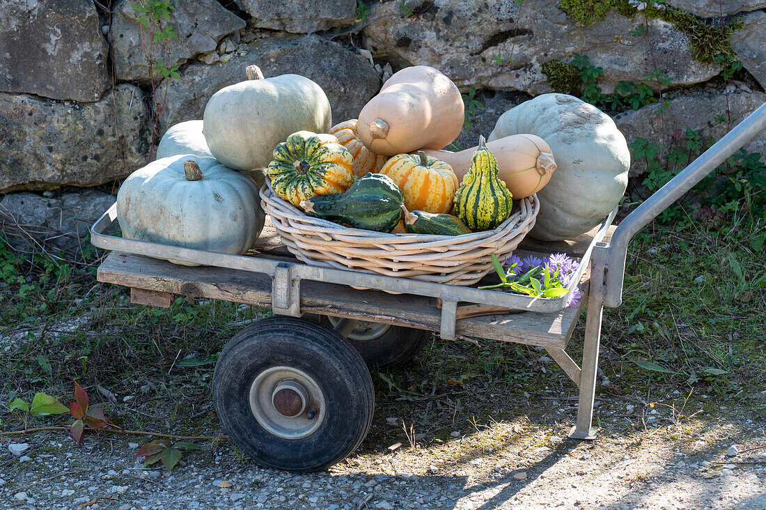 Barrow with freshly harvested pumpkins in front of a dry stone wall