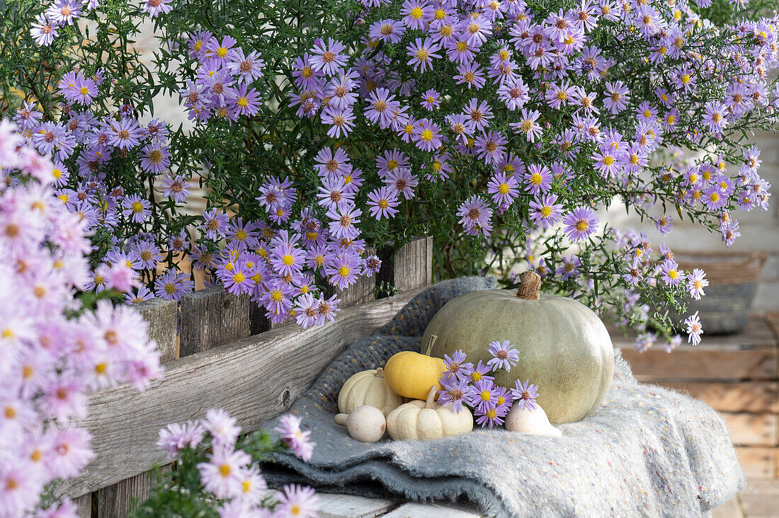 Pumpkins in front of autumn aster 'Blütenmeer' on blanket