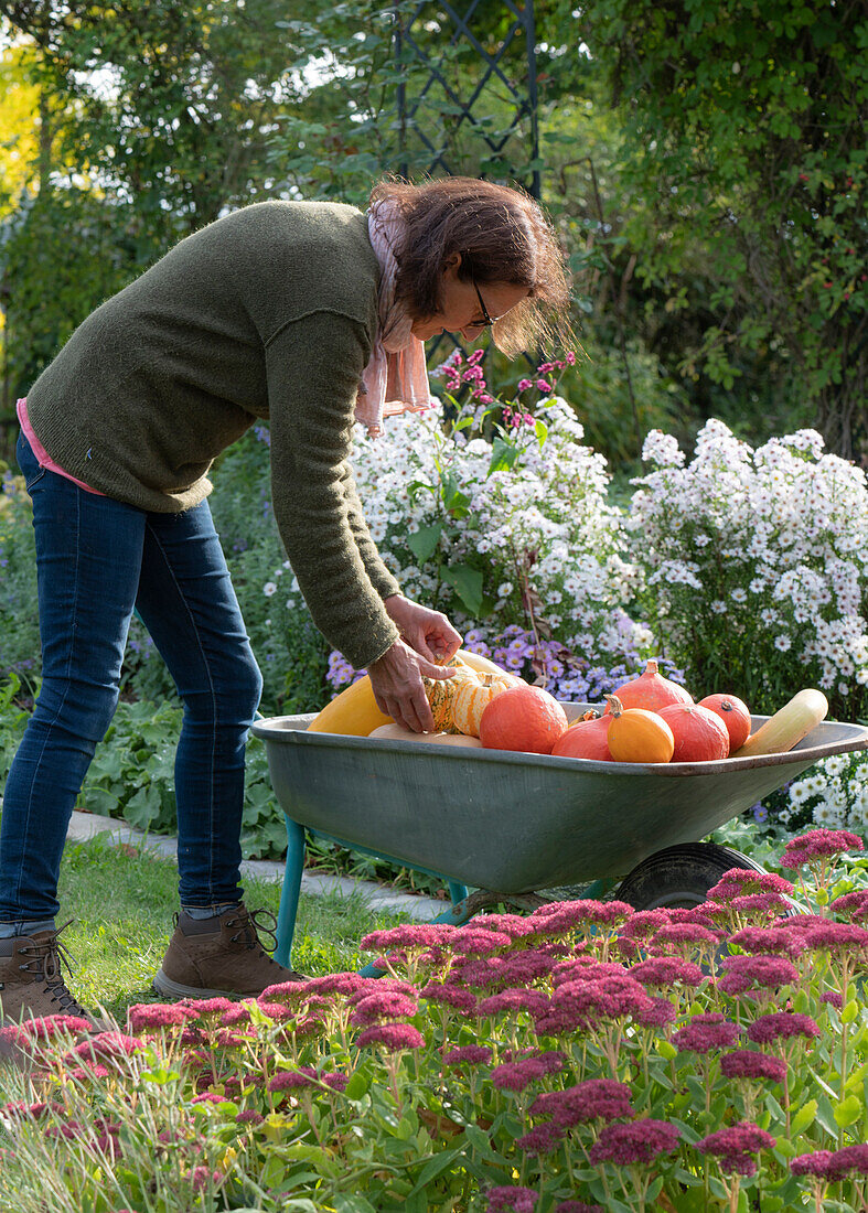 Woman puts pumpkins in wheelbarrow, beds with autumn asters and stonecrops