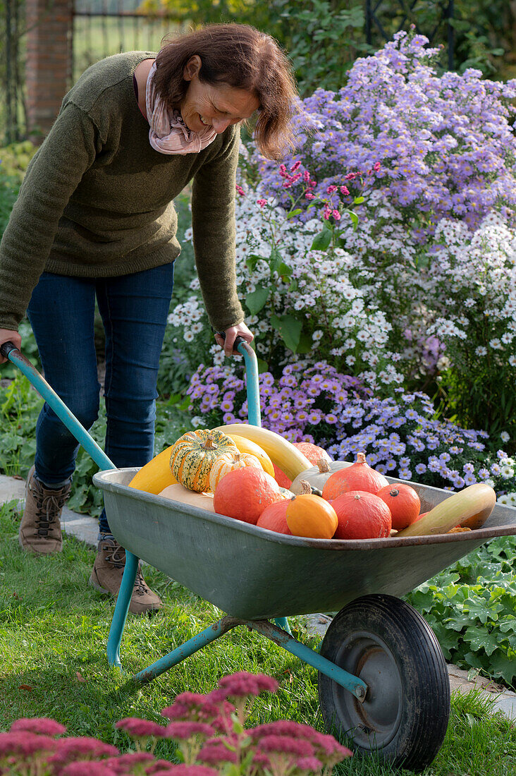 Woman brings harvested pumpkins in wheelbarrow: Hokkaido pumpkins, acorn squash, snake squash and Sweet Dumpling edible pumpkin