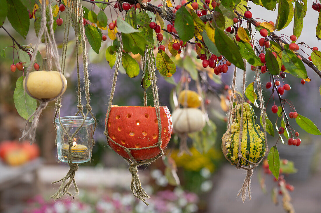 Pumpkin decoration on ornamental apple tree: glass and pumpkin as lantern, small ornamental pumpkins