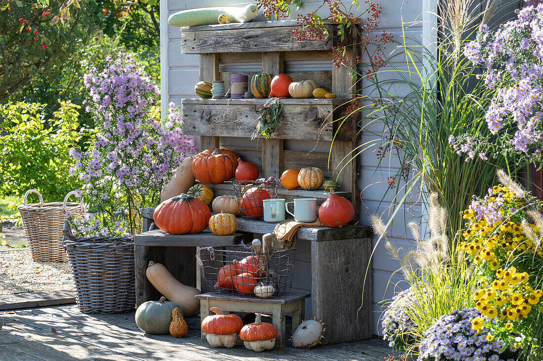 A variety of pumpkins on the terrace: bench, side table, stool and pallet as wall shelf decorated with various pumpkins, autumn asters, Chinese reed, feather bristle grass and sunflower