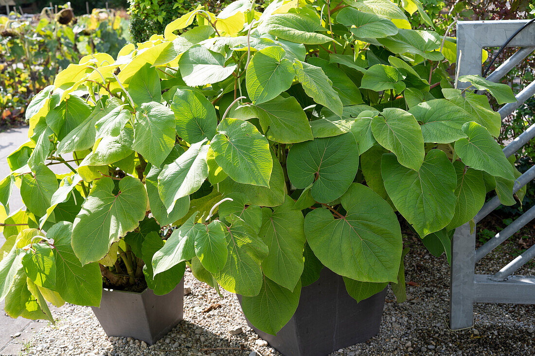 Mexican leaf pepper as a tub plant