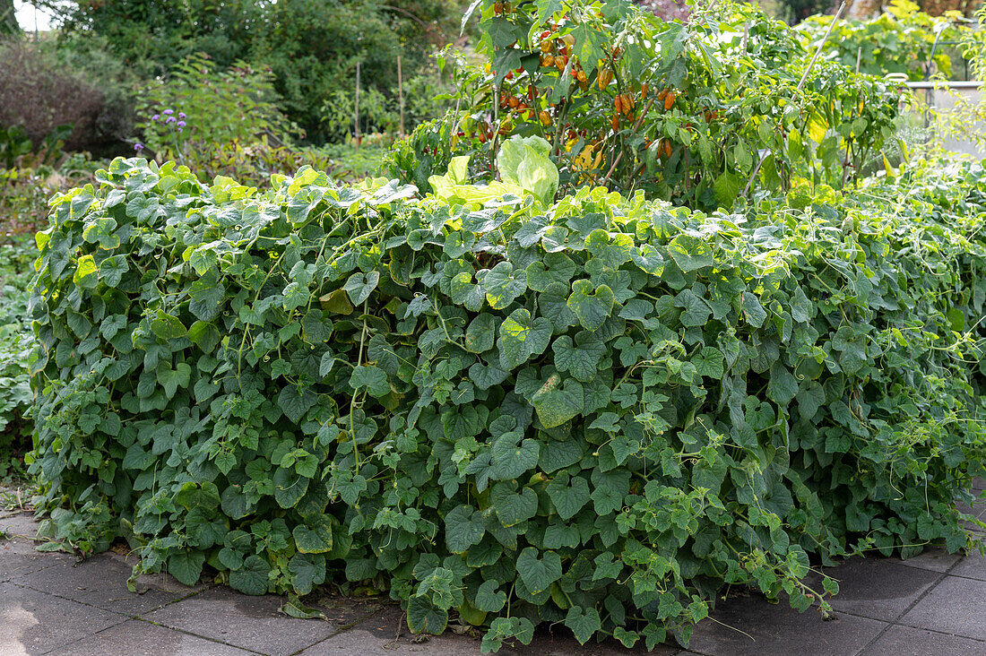 Hochbeet mit Horngurke und Zier-Aubergine 'Striped Toga'