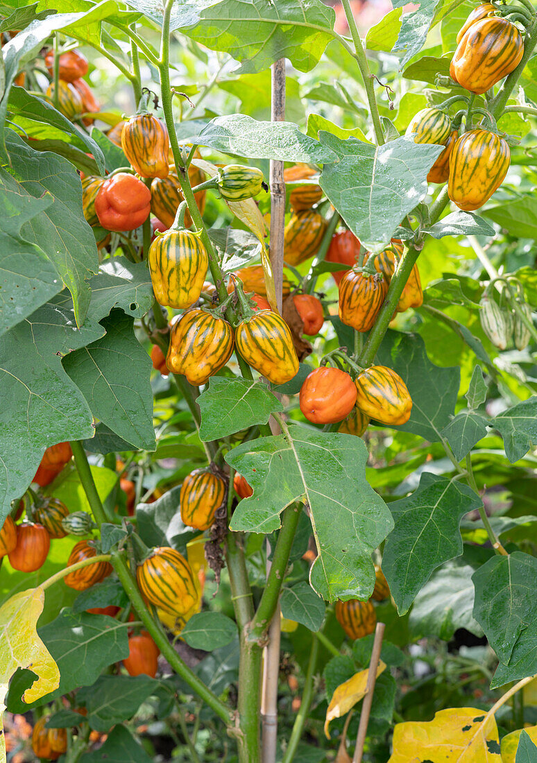 Ornamental aubergine 'Striped Toga