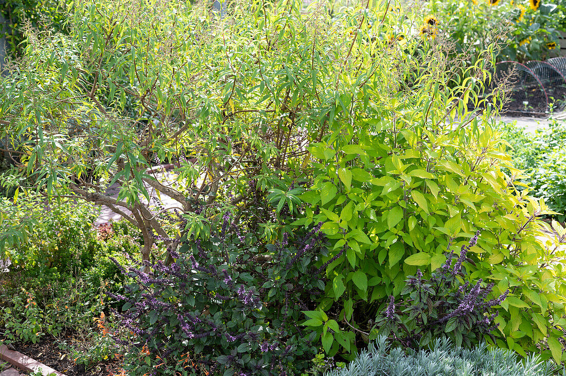 Herb bed with lemon verbena, pineapple sage and shrub basil