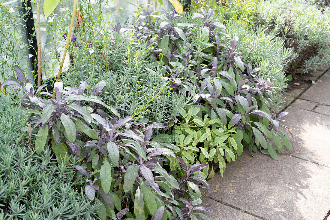 Herb bed with lavender and sage 'Purpurascens' and 'Icterina