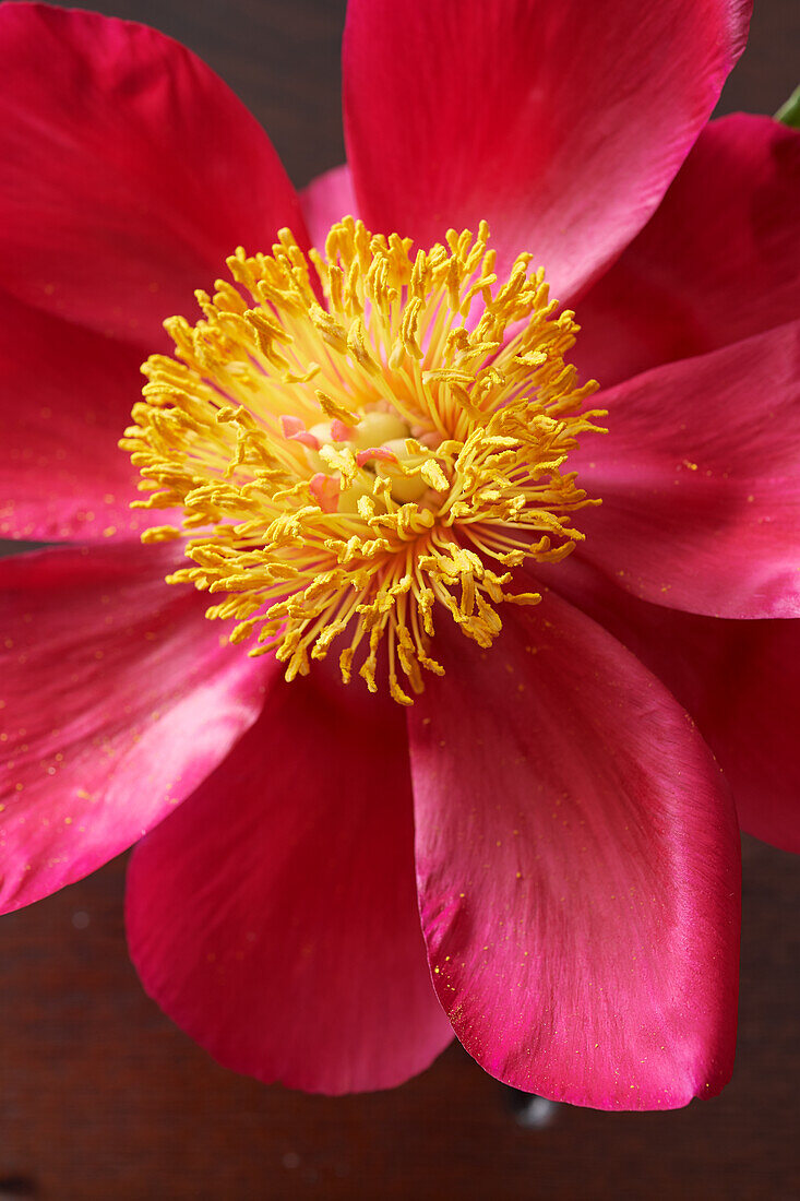 Pink flower of the common peony (Paeonia Officinalis)
