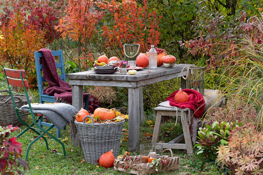 Pumpkin table decoration with pumpkins, small bouquet of peony fruit stands and horned violets, basket with pumpkins and autumn leaves, chairs and bench with blankets