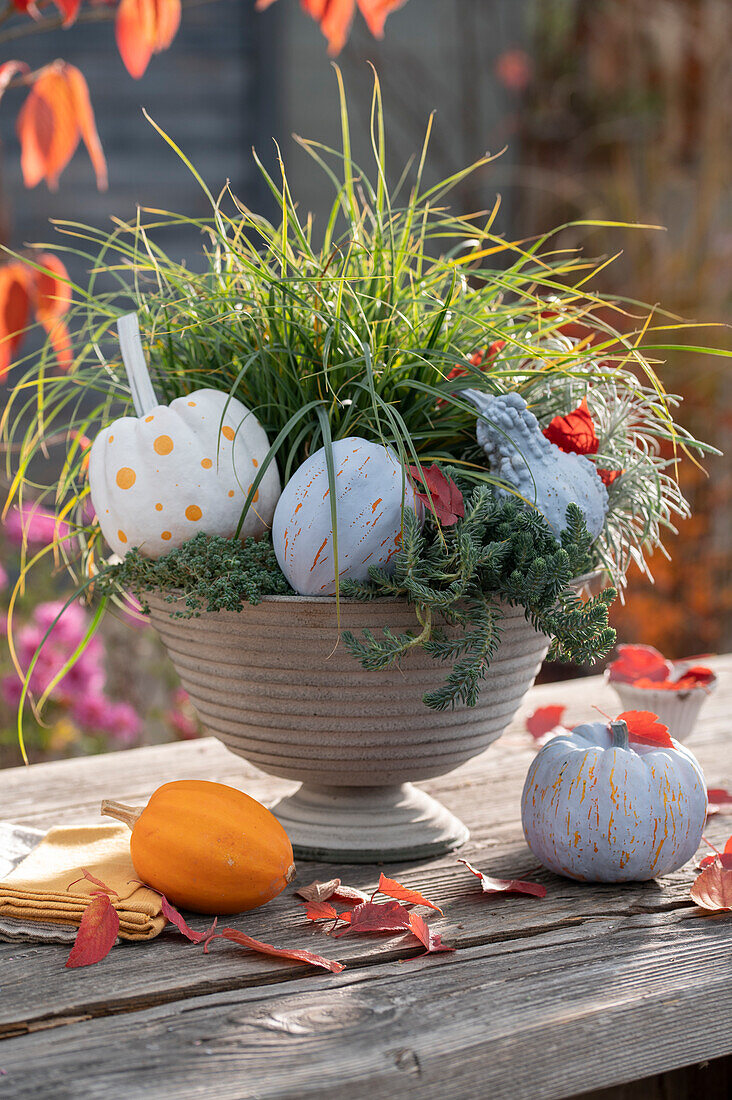 Unusual decoration idea: white sprayed pumpkins decorate a planted bowl with Japanese sedge, tripmadam and cone sedum