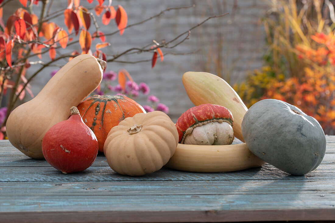 Edible pumpkins on the patio table