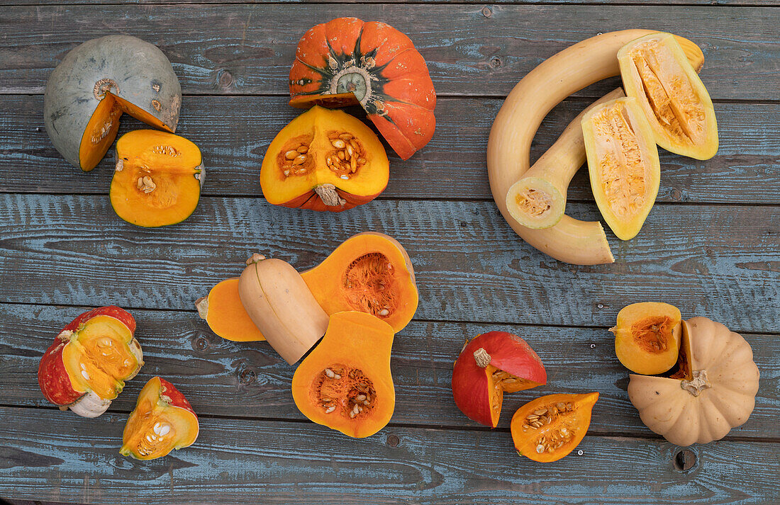 Pumpkin tableau: 'Hungarian Blue', 'Sunny Hokkaido', Trumpet pumpkin 'Trombetta di Albenga', Turbank pumpkin 'Bishop's Cap', 'Butternut', Hokkaido pumpkin 'Uchiki Kuri' and mini muscat pumpkin