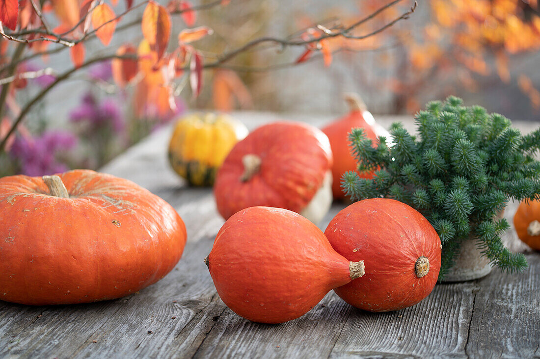 Pumpkins and tripmadam in a pot on the patio table