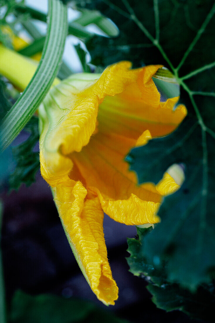 Zucchiniblüte an der Pflanze