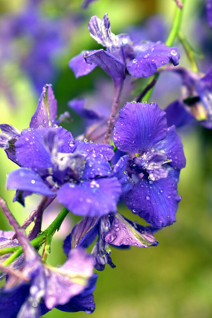 Rittersporn-Blüten mit Wassertropfen