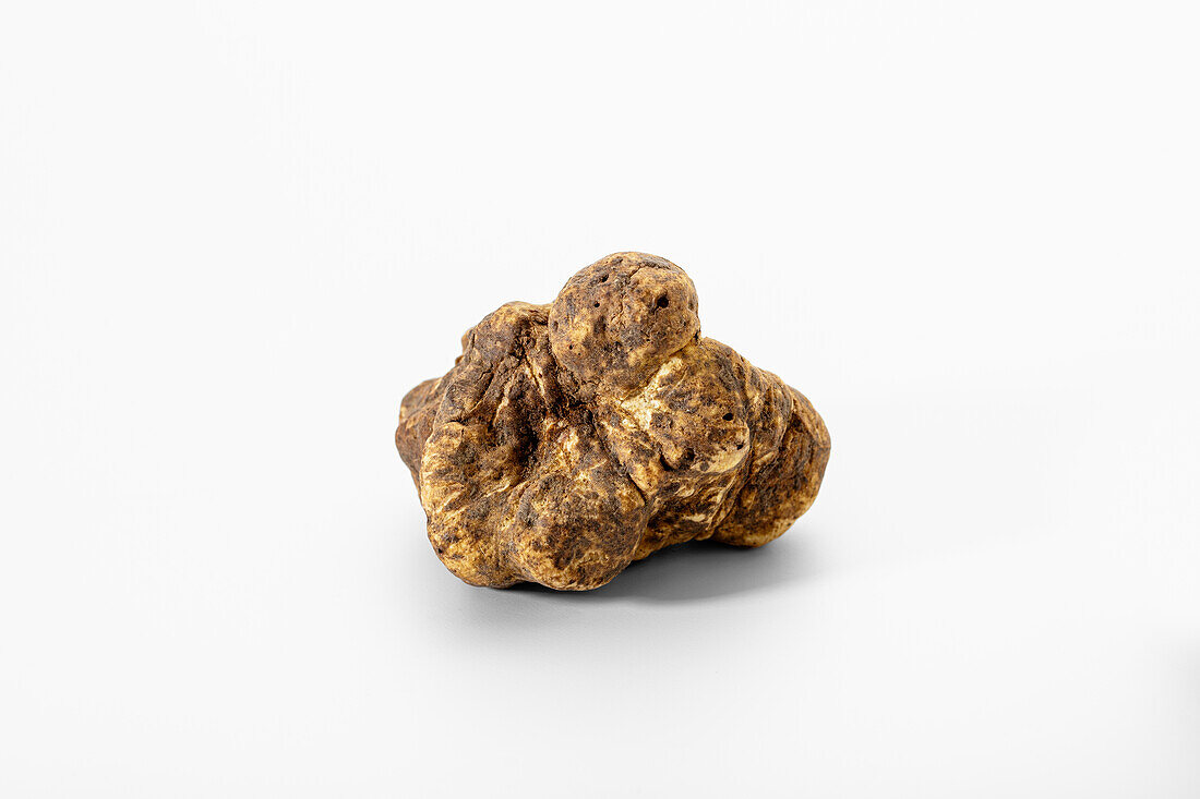 White Alba truffle against a white background