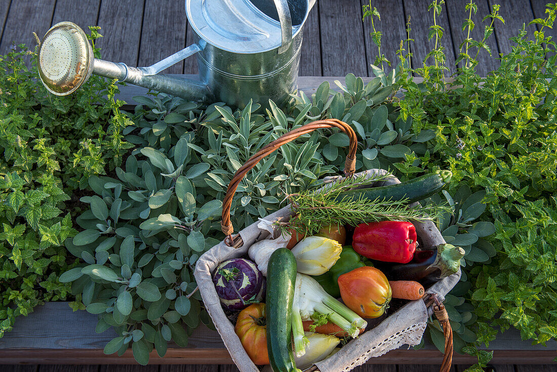 Fresh garden herbs and harvested vegetables in a basket