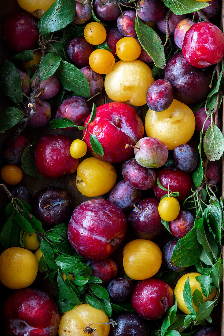 Frische bunte Pflaumen (bildfüllend)