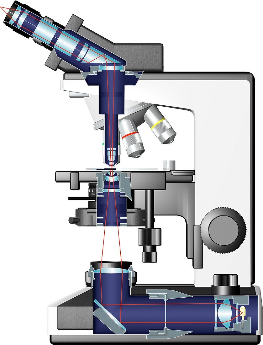 Binocular microscope