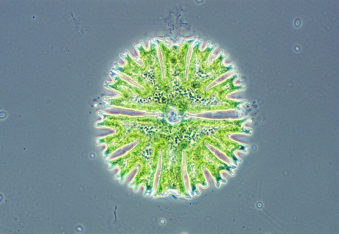 LM of a green algae, Micrasterias sp.